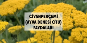 Civanperçemi faydaları nelerdir?