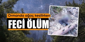 Kütahya’da arkadaşının kestiği ağacın altında kalan yaşlı adam yaşamını yitirdi