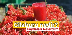 Şifa kaynağı Gilaburu nedir? Faydaları nelerdir?