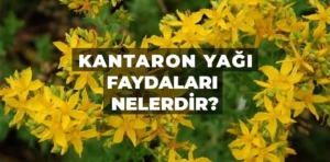 Kantaron yağı faydaları nelerdir, nasıl kullanılır?