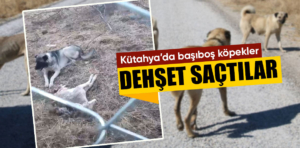 Kütahya’da başıboş köpekler dehşet saçtı