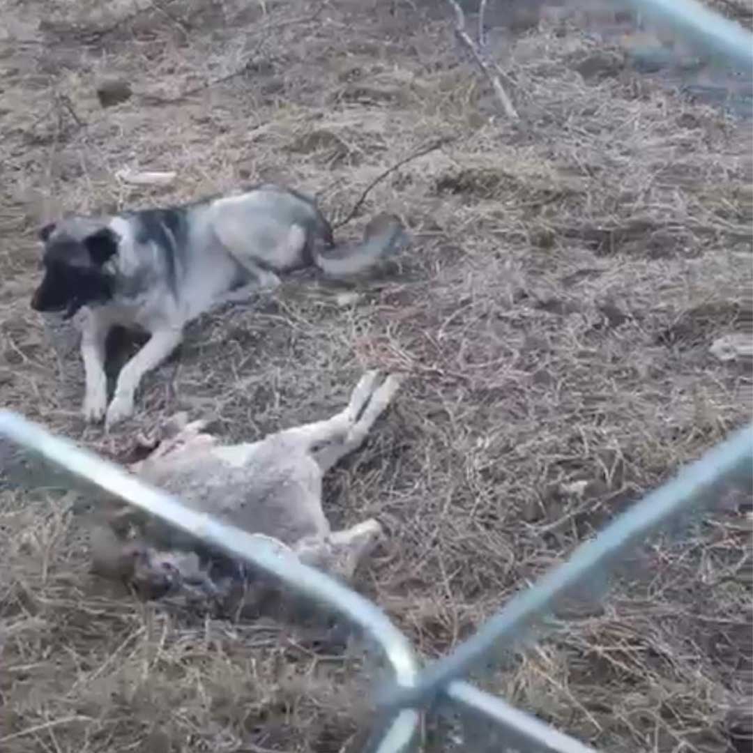 Kütahya’da başıboş köpekler dehşet saçtılar