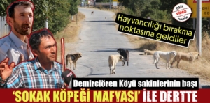 Kütahya’da sokak köpeği mafyası