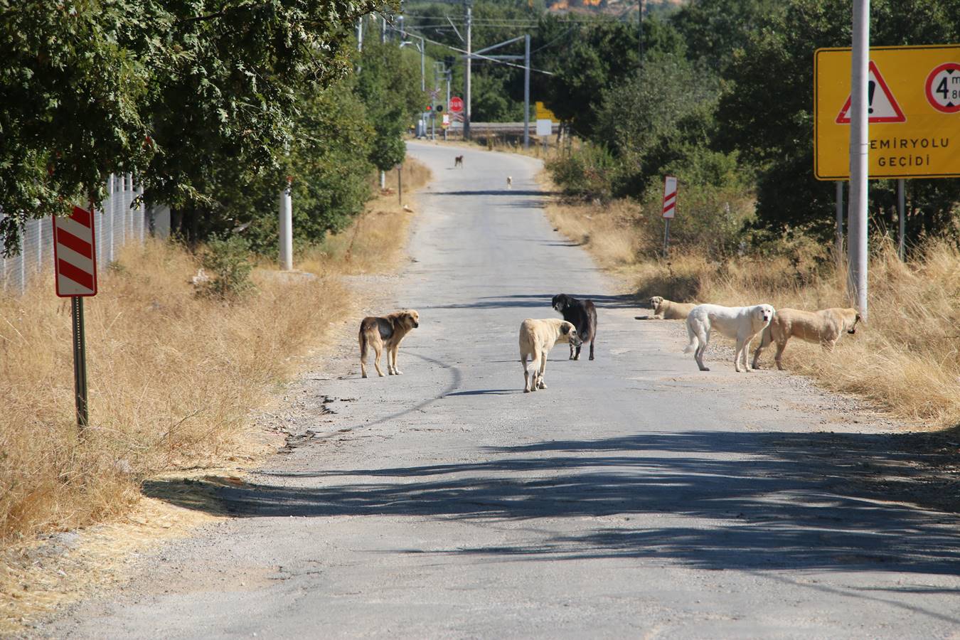 Kütahya’da hayvancılığı bırakma noktasına geldiler