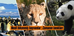 Nesli tükenmiş hayvanlar : Zamanın tanıkları