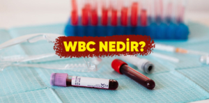 WBC Nedir?