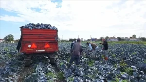 200 bin ton üzeri rekolte bekleniyor