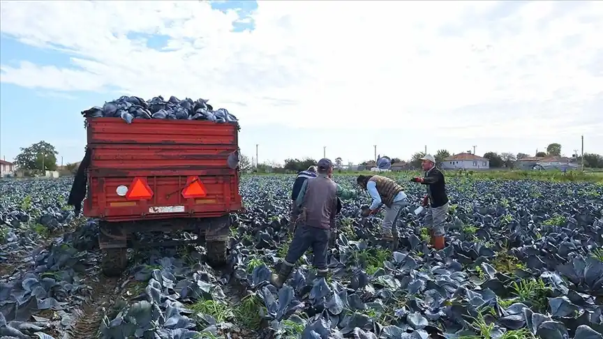 Samsun’daki Bafra Ovası, Türkiye’nin