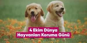 4 Ekim Dünya Hayvanları Koruma Günü