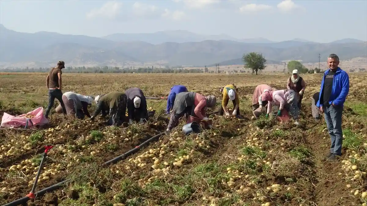 Afyonkarahisar’ın Sandıklı ilçesinde patates