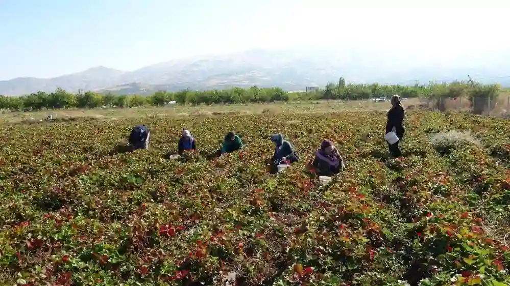 Malatya’da kadın kooperatifi tarafından