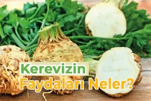 Kerevizin faydaları neler ? Neye iyi gelir ?