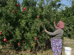 Sınır belirlemek için dikilen nar ağaçları ekonomiye katkı sağlıyor