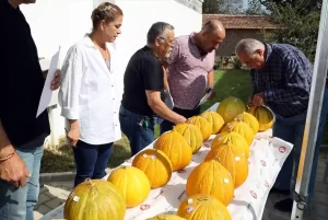 Muğla’da “Yayla Kavunu Yarışması” düzenlendi