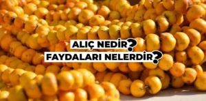 Alıç nedir ve alıç meyvesinin faydaları nelerdir?