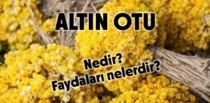 Altın otu Nedir? Altın otunun faydaları nelerdir?