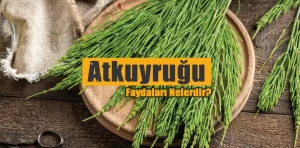 Atkuyruğu faydaları nelerdir? Nasıl tüketilir?