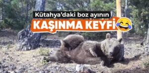 Kütahya’da boz ayının kaşınma keyfi fotokapanlarla görüntülendi