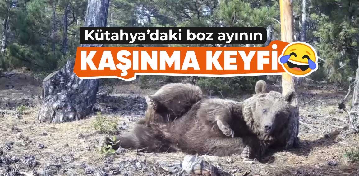 Kütahya’da, ormanlık alana yerleştirilen