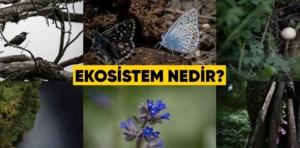 Ekosistem Nedir?