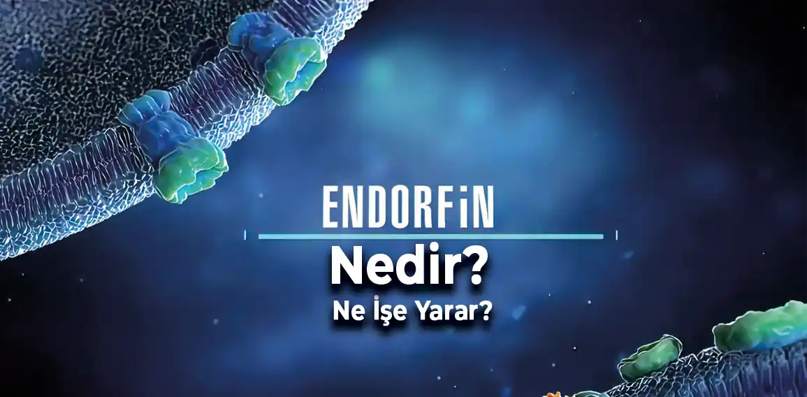 Endorfinler, insan vücudu tarafından