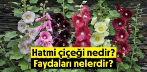 Hatmi çiçeği nedir? Faydaları nelerdir?