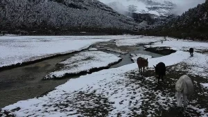 İklim değişikliği hayvanları da etkiliyor