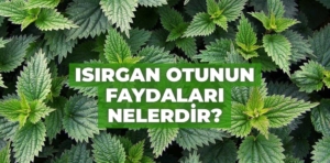 Isırgan otunun faydaları nelerdir? Neye iyi gelir?