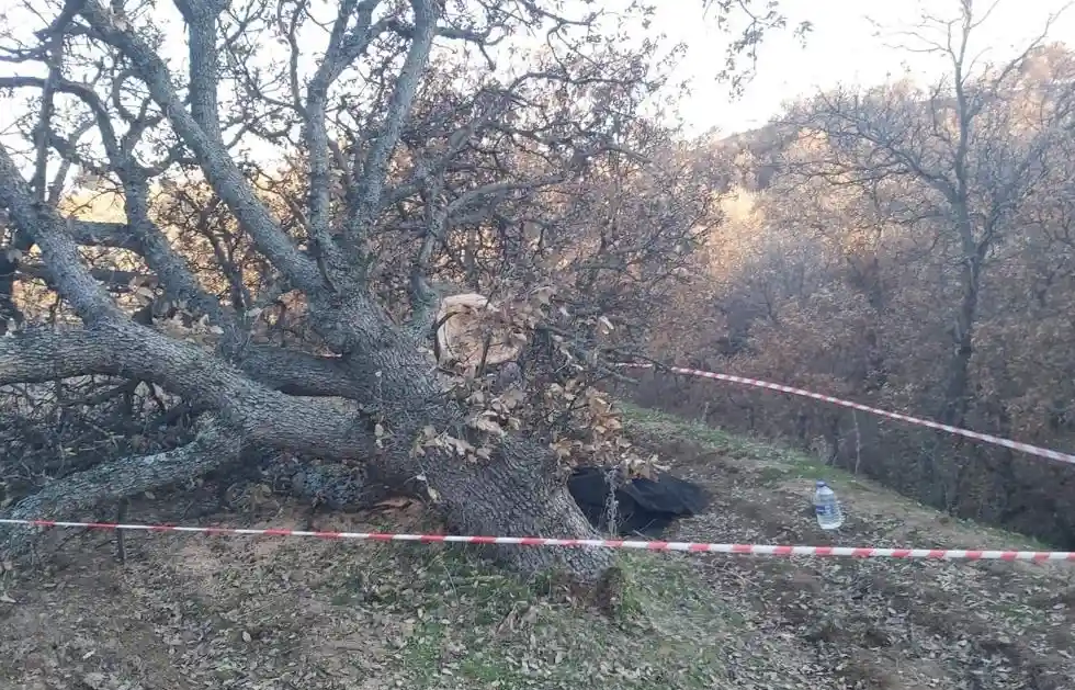 Kütahya'da kestiği dev meşe ağacı üstüne devrildi