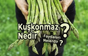 Kuşkonmaz Nedir?