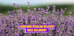 Lavantanın Faydaları Nelerdir? Nasıl Kullanılır?