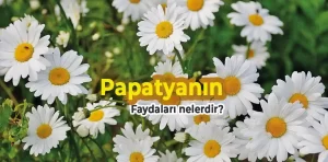 Papatyanın faydaları nelerdir? Nasıl kullanılır?