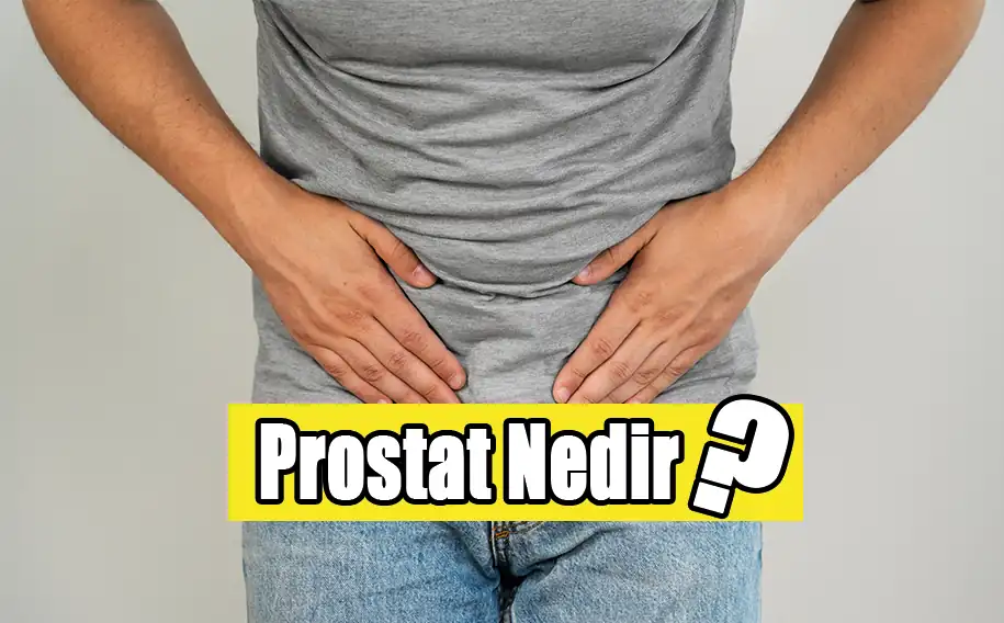 Prostat, erkeklerin üreme sistemiyle