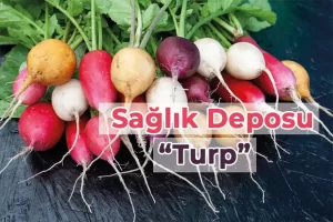 Turp Nedir? Faydaları Nelerdir?