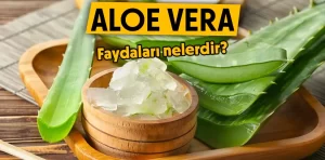 Aloe Vera faydaları nelerdir? Nasıl kullanılır?