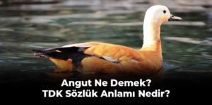 Angut Ne Demek, TDK Sözlük Anlamı Nedir?