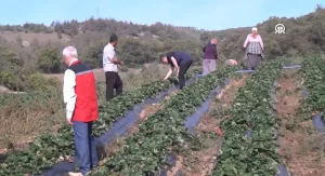 Atıl araziyi devlet desteğiyle çilek bahçesine dönüştürdü