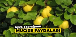 Ayva Yaprağının Mucize Faydaları