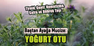 Baştan ayağa mucize ot: Yoğurt Otu