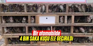 Bir otomobilde 4 bin saka kuşu ele geçirildi