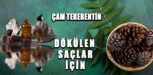 Çam Terebentin nedir? Faydaları nelerdir?