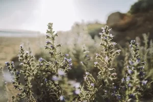 Dağ Kekiğinin Faydaları Nelerdir? Nasıl Kullanılır?