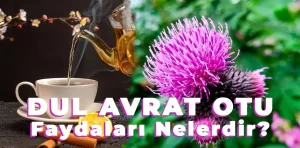 Dul avrat otu faydaları nelerdir?