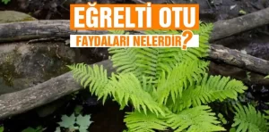 Eğrelti Otu Faydaları Nelerdir? Nasıl Tüketilir?