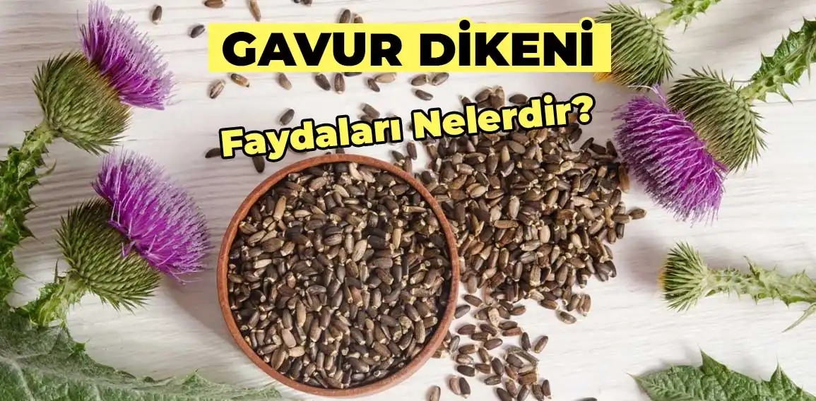 Gavur dikeni, “Silybum marianum”