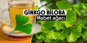 Ginkgo Biloba ne işe yarar? Çayının faydaları nelerdir?