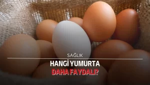 Hangi yumurta daha faydalı?