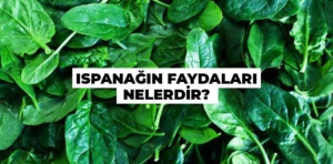 Ispanağın Faydaları Nelerdir?