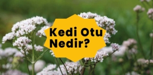 Kedi Otu nedir?