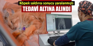 Kütahya’da köpek saldırısına uğrayan kedi tedavi altına alındı